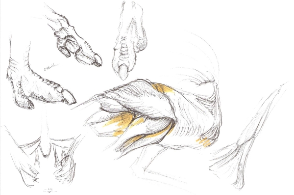 animal_body_world_01_lg