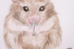 hamster_072408