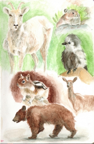 Wildlife at Banff National park