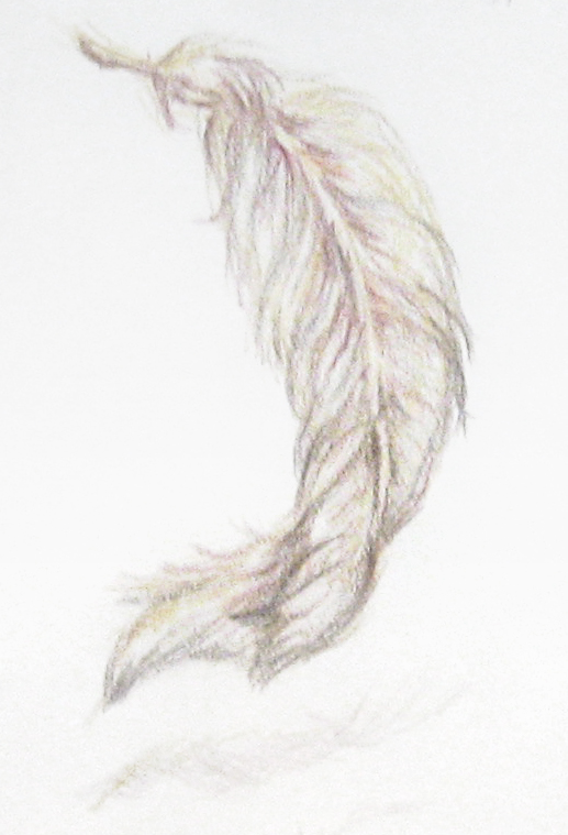 feather_sketch_2010_001