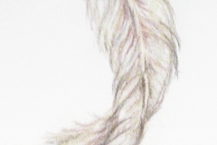 feather_sketch_2010_001