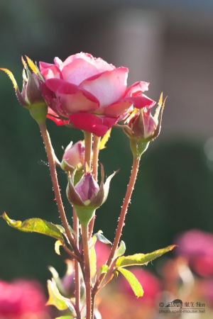 20140713_botanicgarden_9778_small