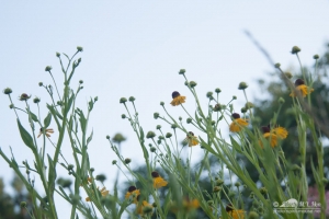 20140713_botanicgarden_9804_small