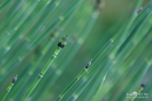 20140713_botanicgarden_9840_small