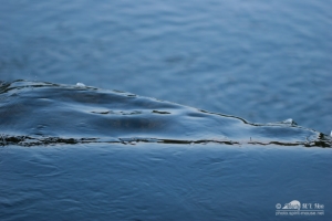 20140713_botanicgarden_9843_small