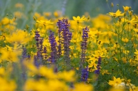 20140713_botanicgarden_9871_small