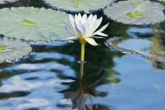 20140713_botanicgarden_9694_small