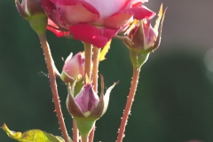 20140713_botanicgarden_9778_small