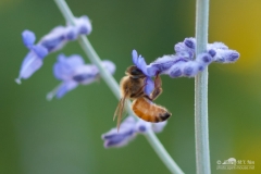 20140713_botanicgarden_9906_small