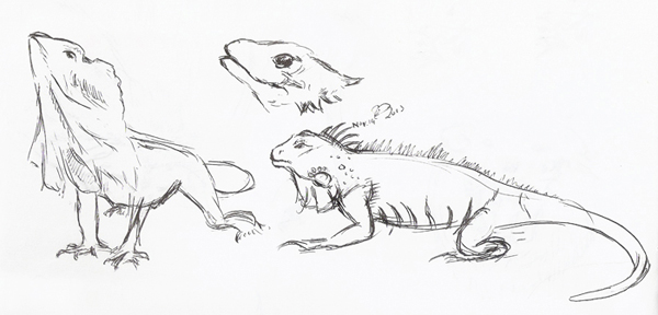 Lizard Sketches