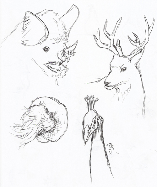 Animal Sketches: Bat, deer, jellyfish, peacock