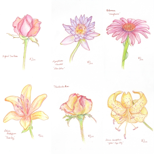 2014_colorpencil_flowers_001
