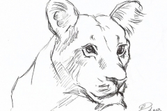 20130820_sketch_lion