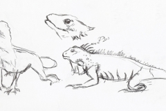 20131104_lizardsketches_001