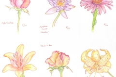 2014_colorpencil_flowers_001
