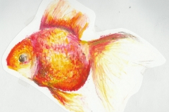 goldfish_01