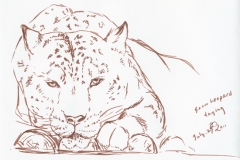 snowleopard_072711