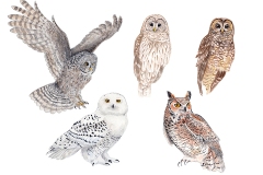 thumbnail_Owl_Watercolour_Large_Sized