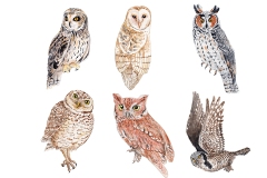 thumbnail_Owl_Watercolour_Medium_Sized