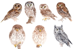 thumbnail_Owl_Watercolour_Tiny_Sized